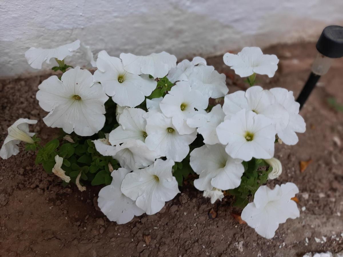 فندق Ostria أغيا غاليني المظهر الخارجي الصورة